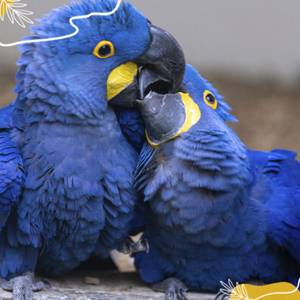 Journée mondiale des perroquets : découvrez les secrets de ces oiseaux emblématiques