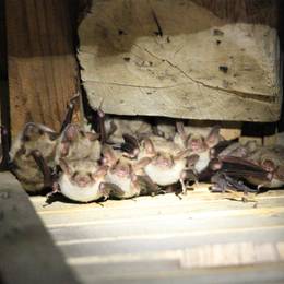 Ancien programme de protection des chauves-souris du Loir-et-Cher - Association Beauval Nature - ZooParc de Beauval