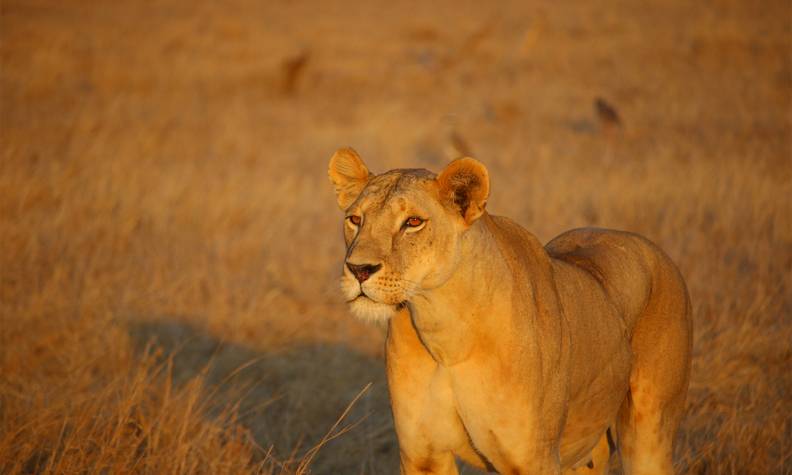Lionne du Niokolo-Koba - Protéger les lions du Parc National du Niokolo-Koba - Programme Sénégal - Association Beauval Nature