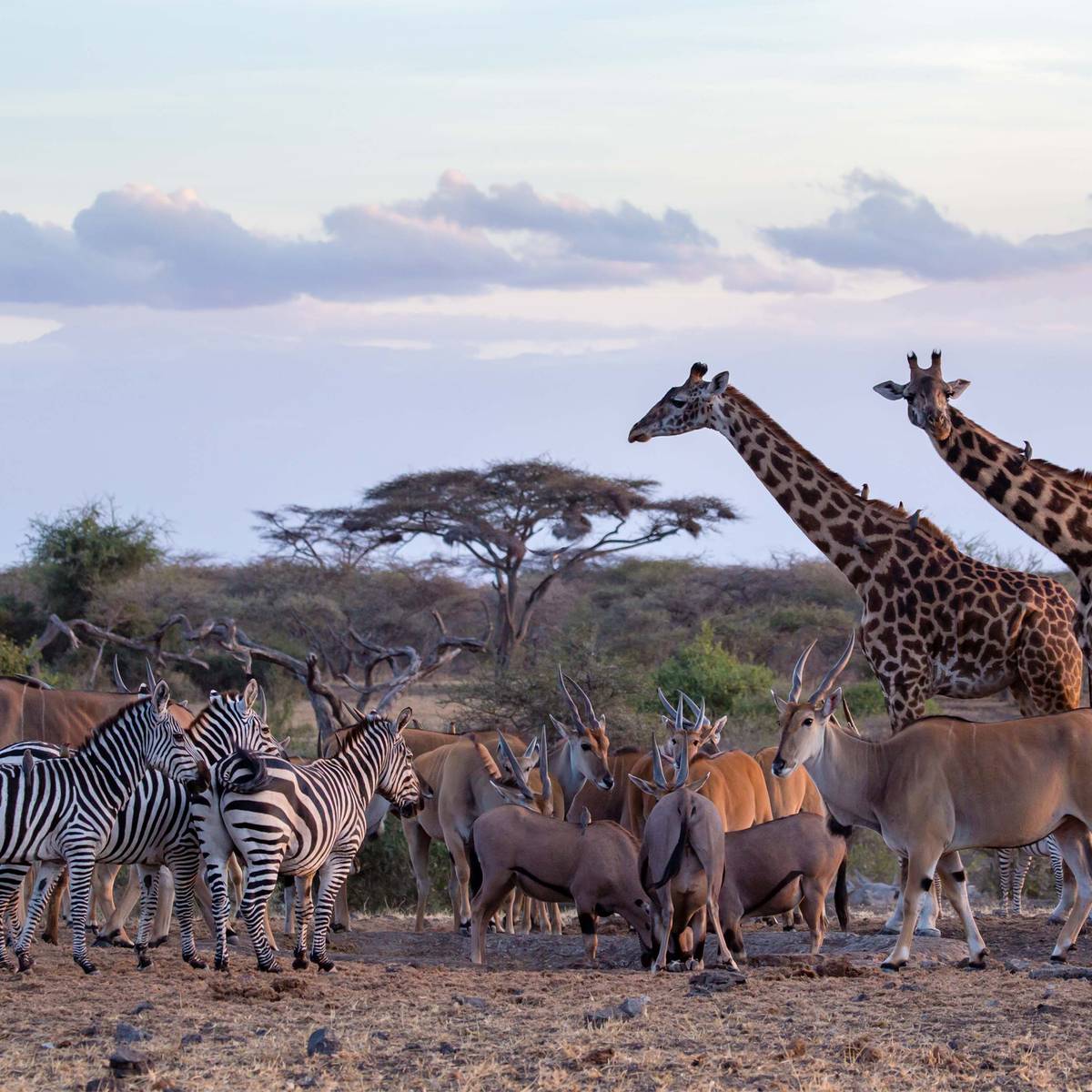 Différents animaux de la savane africaine, comme des girafes et des zèbres