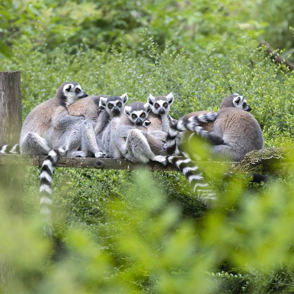 Groupe de makis-cattas au ZooParc de Beauval - Protéger les différentes espèces de lémuriens endémiques de Madagascar - Programme Madagascar - Association Beauval Nature
