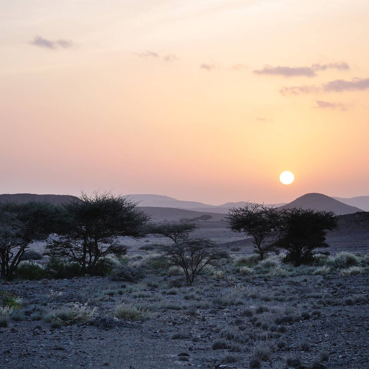 Préserver la faune et la flore des aires protégées d’Assamo et de Djalelo - Programme Djibouti - Association Beauval Nature