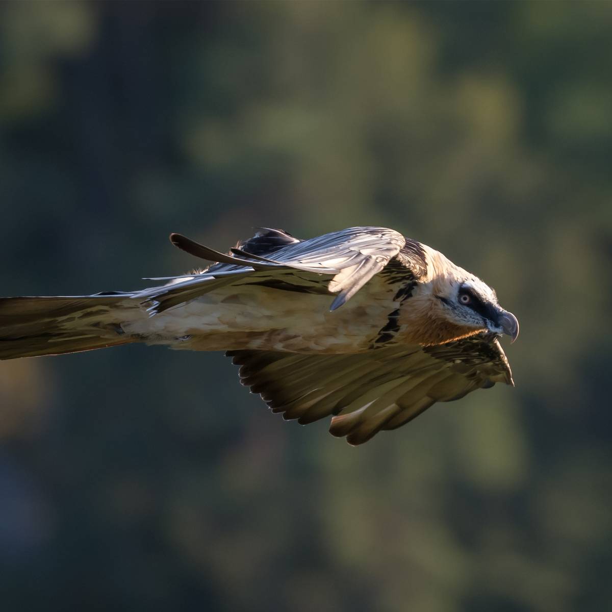 Reproduire, réintroduire et accompagner les gypaètes barbus pour leur préservation - Programme France - Association Beauval Nature