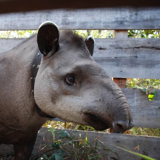 Profil tapir terrestre - Surveiller le tapir terrestre et évaluer sa santé - Programme Brésil - Association Beauval Nature