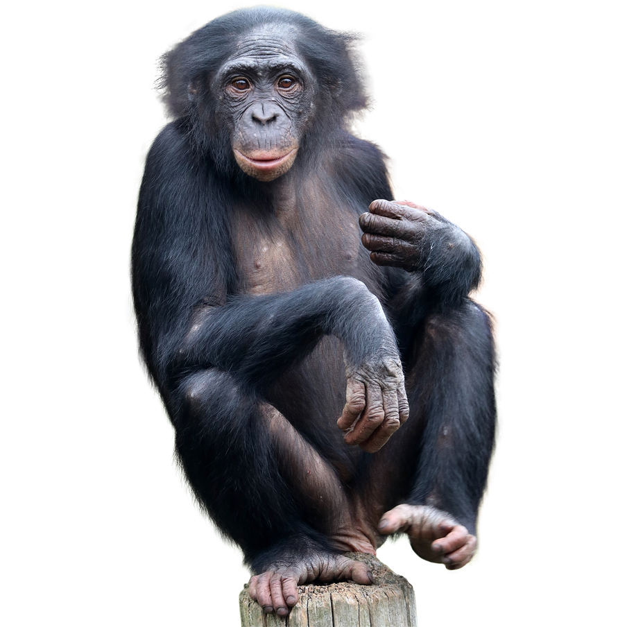 Sauver les derniers bonobos - Programme Congo - Association Beauval Nature