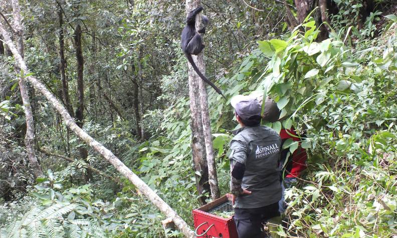 Un langur de Java vient d'être relâché - Réhabiliter puis réintroduire les langurs de Java dans leur milieu naturel - Programme Indonésie - Association Beauval Nature