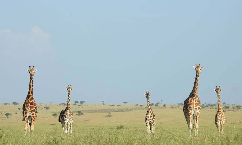 Relâché de girafe - Suivre et transloquer des girafes - Programme Namibie - Association Beauval Nature