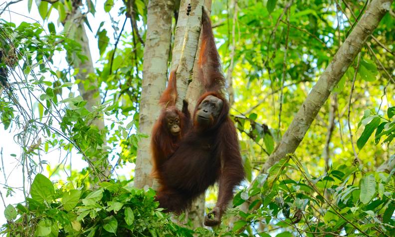 Orangs-outans suspendus - Sauver les orangs-outans et les éléphants de Bornéo - Programme Malaisie - Association Beauval Nature