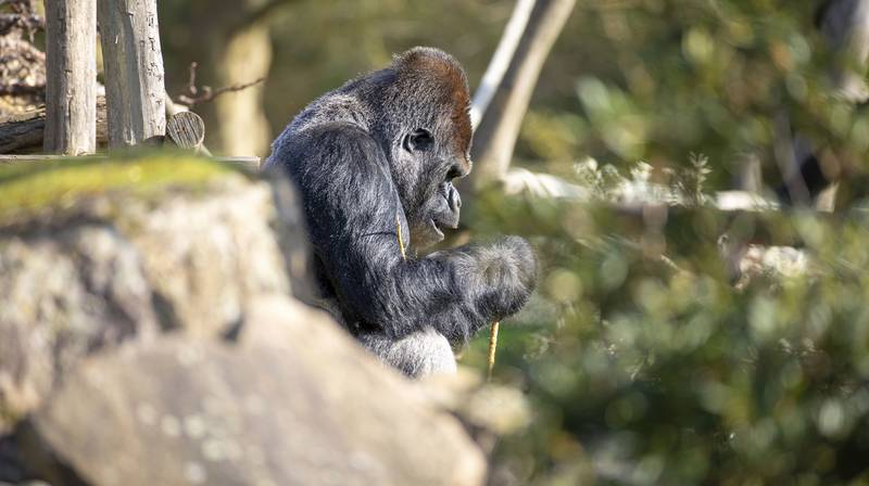 World Gorilla Day – Asato