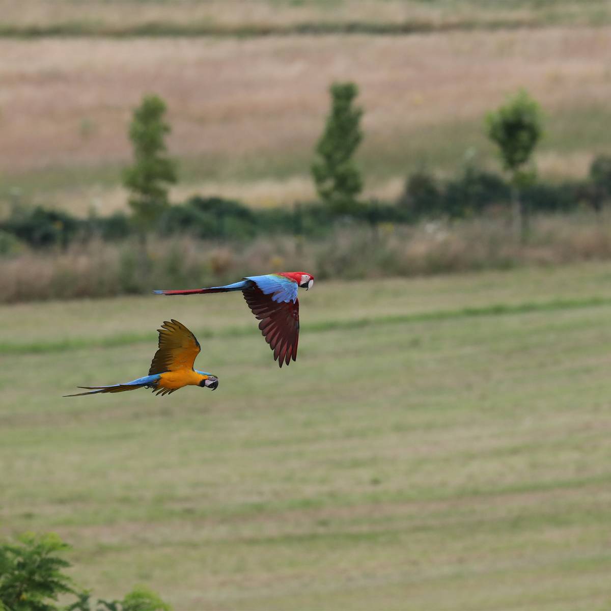 Comprendre les expressions faciales des Psittacidés - Programme France - Association Beauval Nature