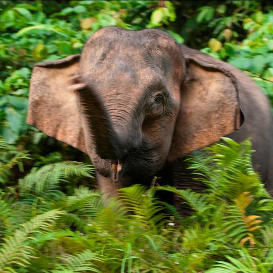Portrait éléphant d'Asie - Améliorer les conditions de vie des éléphants en Asie - Programme Laos - Association Beauval Nature