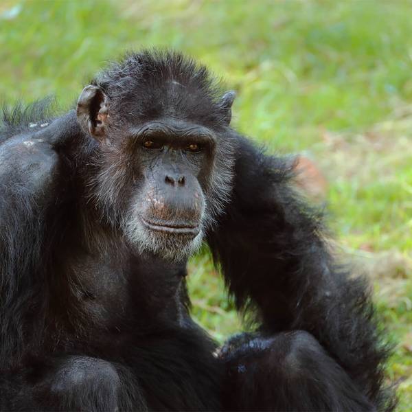 Parrainer Joseph, chimpanzé du ZooParc de Beauval - Help Congo, un programme de conservation piloté par Beauval Nature - Programme Congo - Association Beauval Nature
