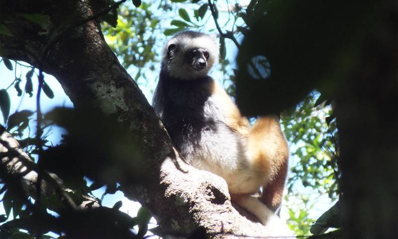 Sifaka à diadème - Protéger les différentes espèces de lémuriens endémiques de Madagascar - Programme Madagascar - Association Beauval Nature