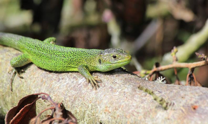 Lacerta bilineata - Préserver la biodiversité locale et le patrimoine naturel régional - Programme France - Association Beauval Nature