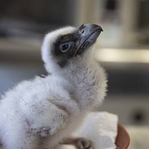 Très belle nouvelle au ZooParc : naissance d’un poussin gypaète barbu !