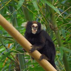 Recenser, suivre et protéger les ouistitis de montagne - Programme Brésil - Association Beauval Nature