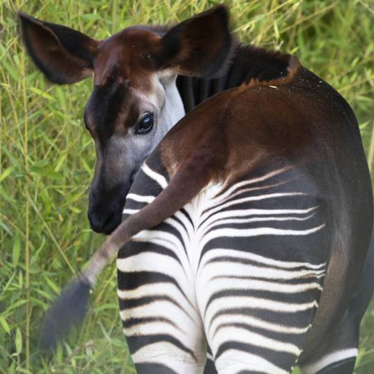Portrait okapi - Protéger le fragile okapi - Programme Congo - Association Beauval Nature