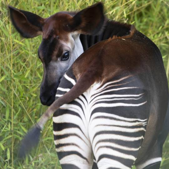Sauvegarder les okapis au Congo - Beauval Nature