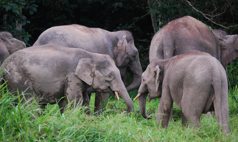 Groupe d'éléphants d'Asie - Sauver les orangs-outans et les éléphants de Bornéo - Programme Malaisie - Association Beauval Nature