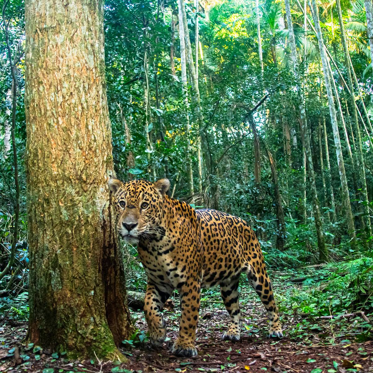 Jaguar dans la forêt - Recenser les jaguars et sensibiliser pour les préserver - Programme Brésil - Association Beauval Nature