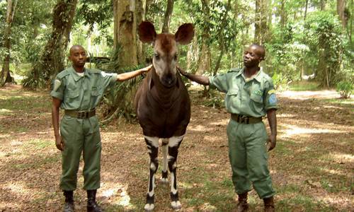 Sauvegarder les okapis au Congo - Beauval Nature
