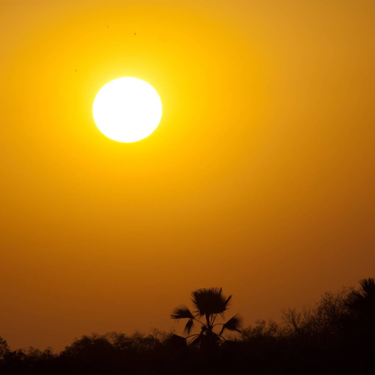 Parc Niokolo Koba au coucher du soleil - Protéger les lions du Parc National du Niokolo-Koba - Programme Sénégal - Association Beauval Nature