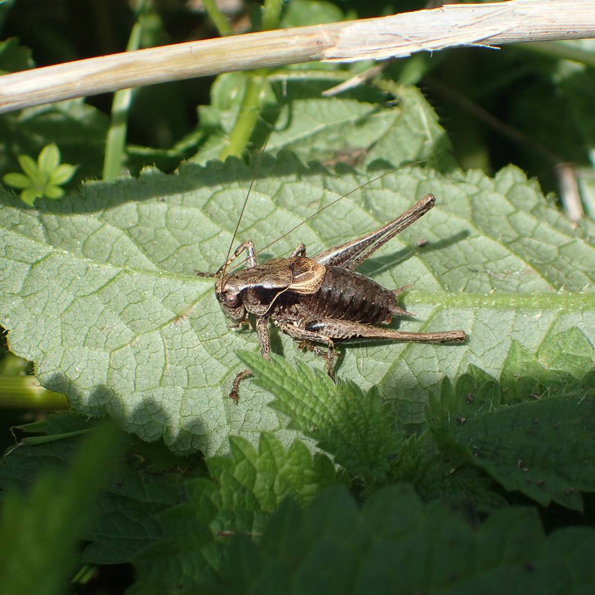 Pholidoptère cendrée - Préserver la biodiversité locale et le patrimoine naturel régional - Programme France - Association Beauval Nature