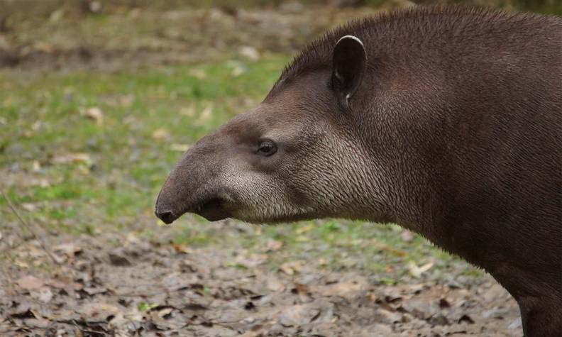Portrait tapir terrestre - Conserver la diversité génétique avec le cryobanking - Programme Guyane - Association Beauval Nature