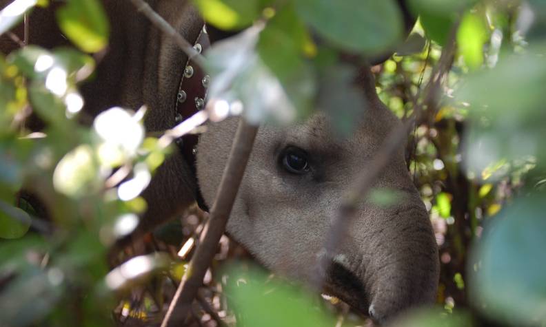 Pose d'un collier GPS à une femelle tapir - Surveiller le tapir terrestre et évaluer sa santé - Programme Brésil - Association Beauval Nature