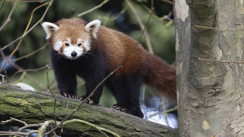 International Red Panda Day 2026 – Ines