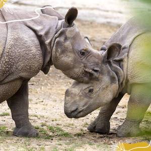 Journée mondiale des rhinocéros : protégeons ces colosses à cornes !