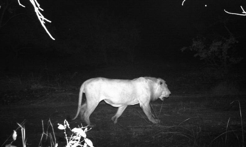 Lion en caméra piège - Restaurer les populations de 5 espèces clés du parc Niokolo Koba - Programme Sénégal - Association Beauval Nature