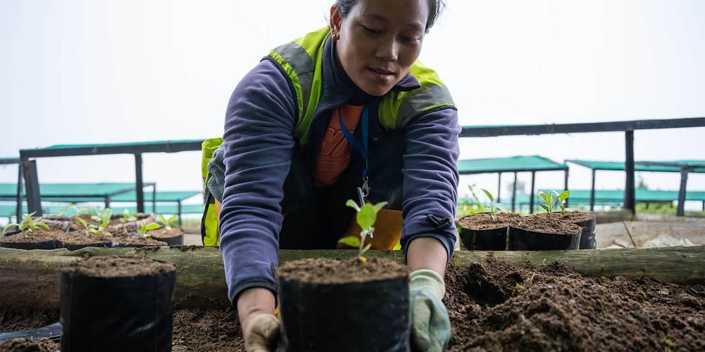 Pépinière d'arbres au Népal, pour le programme de conservation des pandas roux