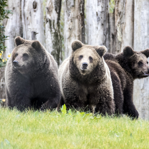 Nouveauté : parrainez le groupe des ours et protégez la biodiversité !