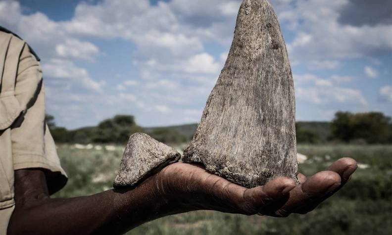 Braconnage - Protéger les rhinocéros du braconnage - Programme Namibie - Association Beauval Nature