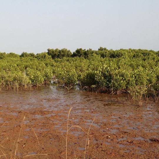 Mangrove du Sénégal - Restaurer la mangrove - Programme Sénégal - Association Beauval Nature