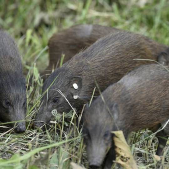 Groupe de cochons pygmées identifiés - Réintroduire, surveiller et préserver le cochon pygmée - Programme Inde - Association Beauval Nature
