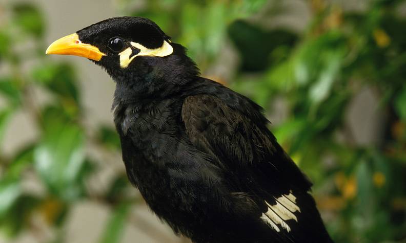 Mainate robuste - Protéger, reproduire et réintroduire les oiseaux chanteurs - Programme Indonésie - Association Beauval Nature