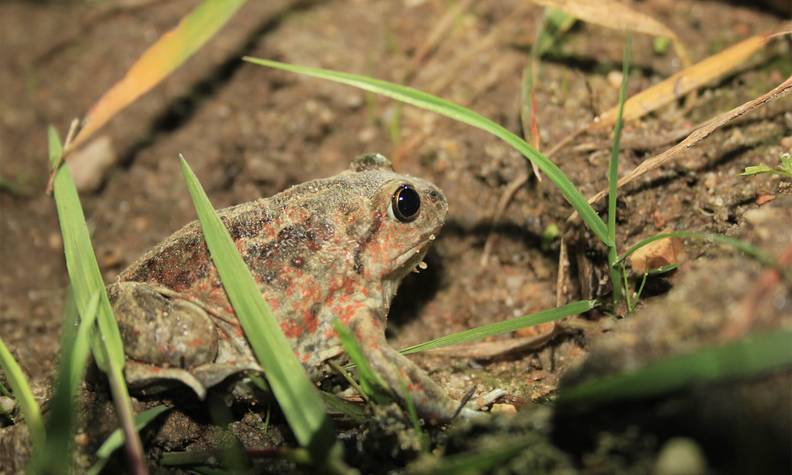 Pélobate brun au sol - Détecter et protéger le pélobate brun pour éviter son extinction - Programme France - Association Beauval Nature