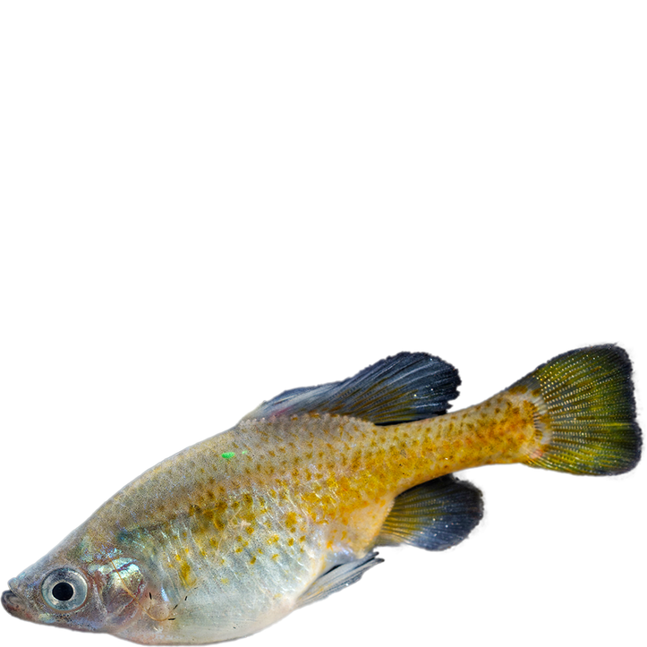 Sauvegarder les poissons d'eau douce au Mexique - Beauval Nature