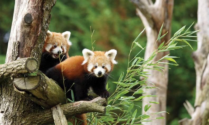 Parrainer un animal pour soutenir la biodiversité - Association Beauval Nature - ZooParc de Beauval