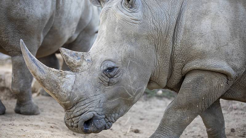 World Rhino Day – Satara