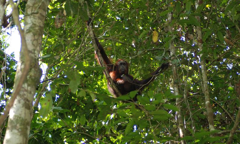 Biodiversité orang-outan - Certifier les plantations d’huile de palme pour protéger la biodiversité - Programme Malaisie - Association Beauval Nature