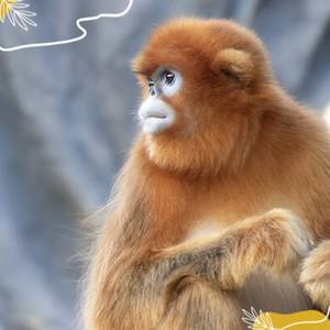 Journée mondiale des singes : protégeons-les tous et notamment les…
