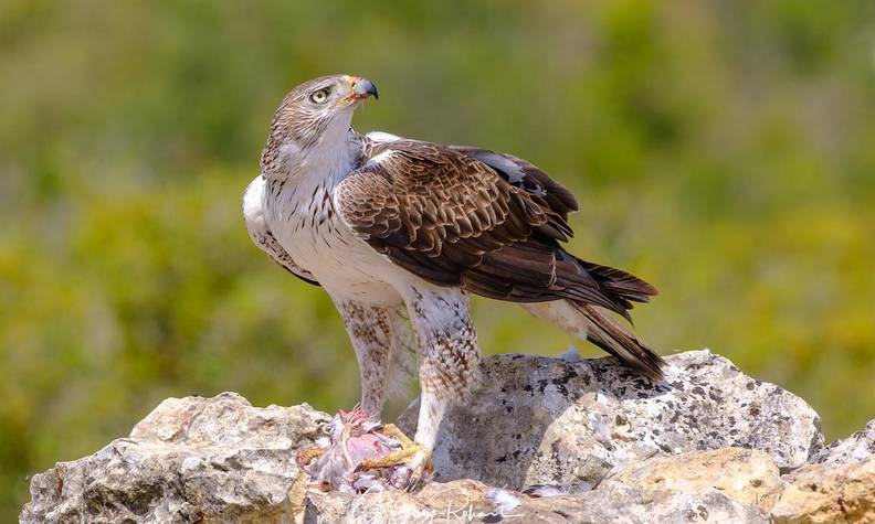 Aigle de Bonelli - Les rapaces, des oiseaux emblématiques à protéger - Programme France - Association Beauval Nature