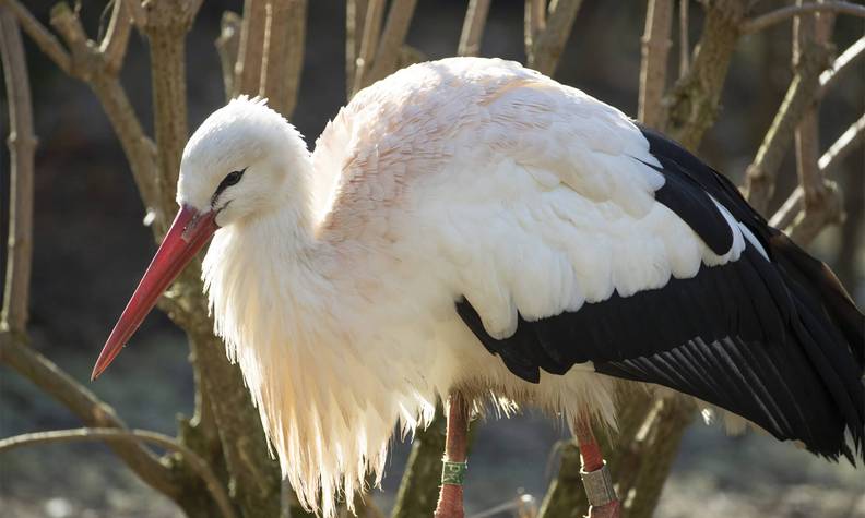 Portrait cigogne - Préparer du plasma riche en plaquettes pour les cigognes blanches - Programme France - Association Beauval Nature