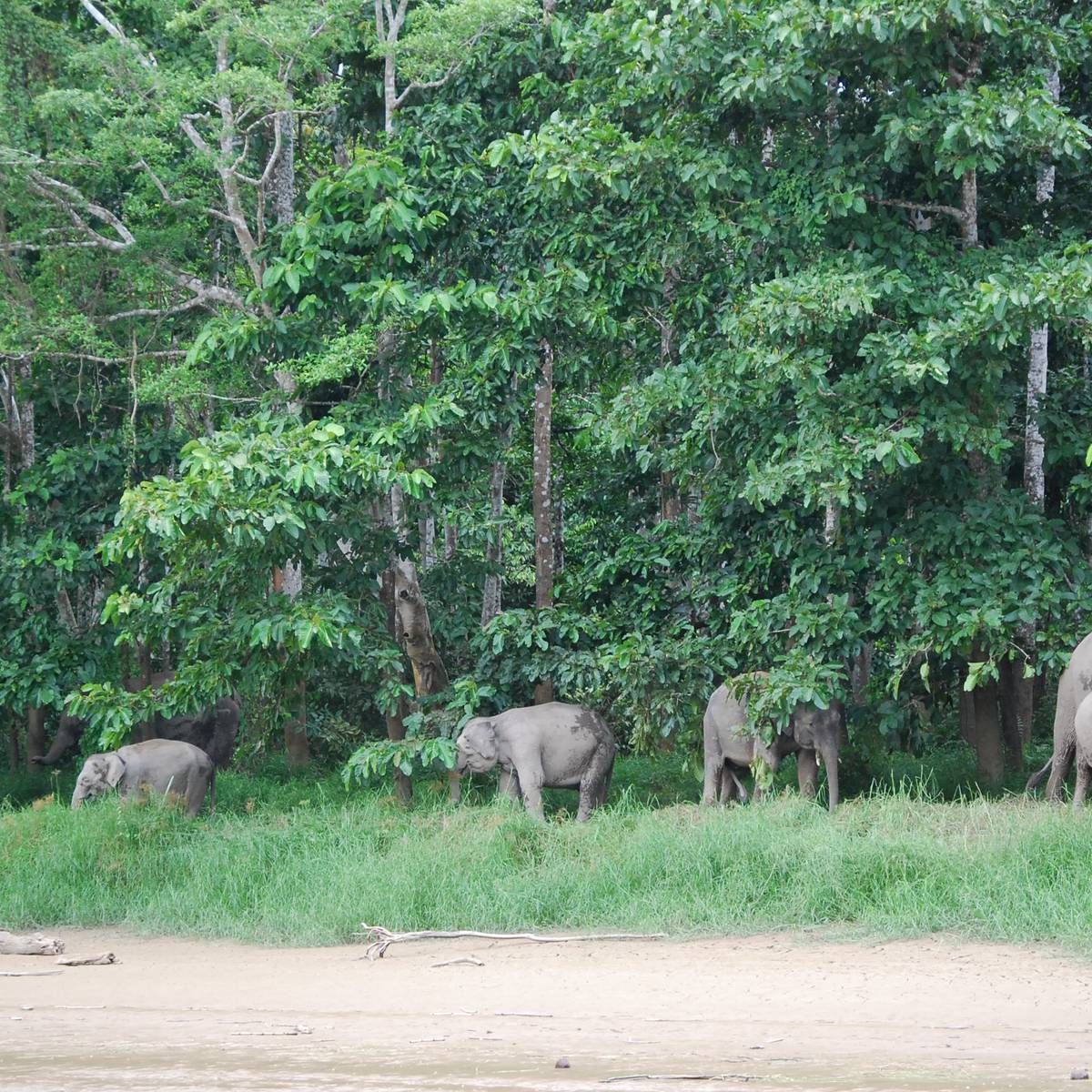 Groupe d'éléphants - Sauver les orangs-outans et les éléphants de Bornéo - Programme Malaisie - Association Beauval Nature