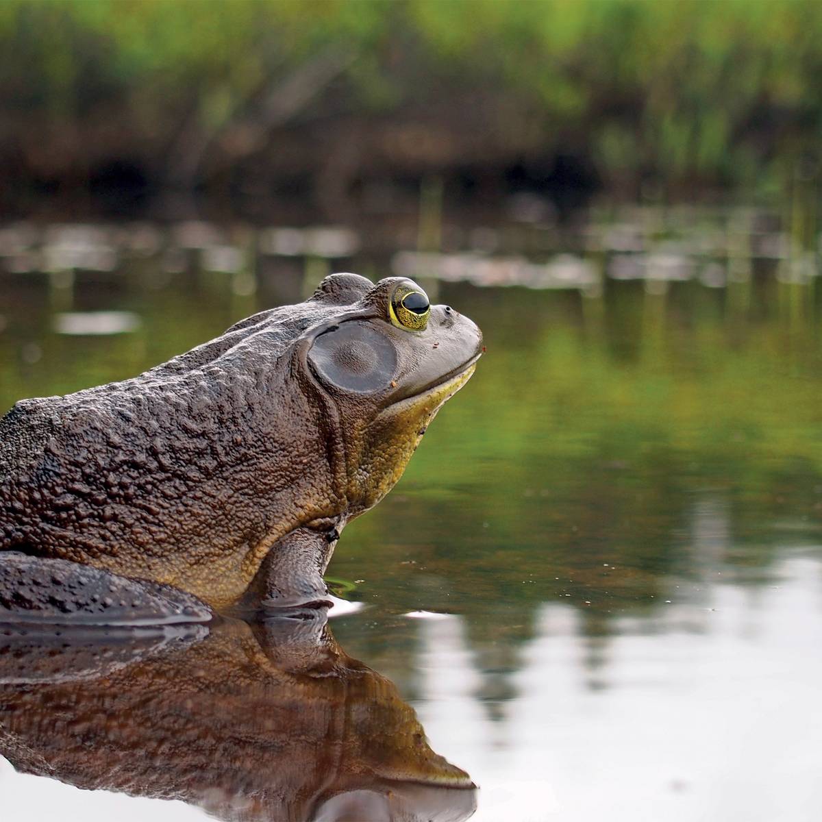 Grenouille sur eau - Lutter contre la grenouille taureau pour préserver les amphibiens de Sologne - Programme France - Association Beauval Nature