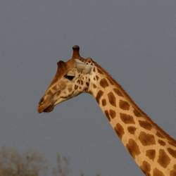 Suivre et transloquer des girafes - Programme Namibie - Association Beauval Nature