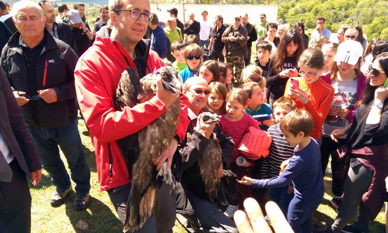 Relâché de gypaètes avec sensibilisation du public - Reproduire, réintroduire et accompagner les gypaètes barbus pour leur préservation - Programme France - Association Beauval Nature